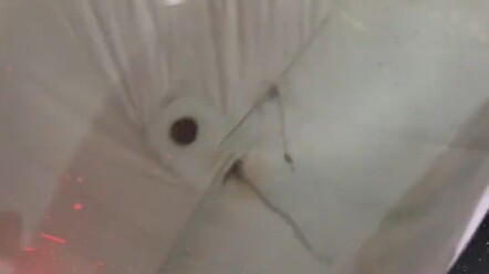 It's unbelievably hilarious!