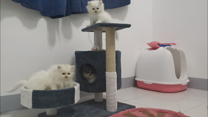 New cat house for the babies ||Clowder zone ||Cat lover