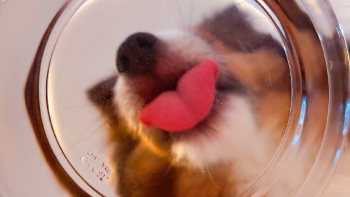 First-person view of a rescue dog drinking water