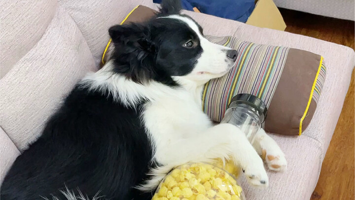 Con chó này độc thật…