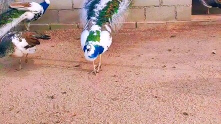 What a beautiful peacock displaying its feathers!