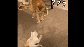 Cat|Cat's Confusing Behaviors