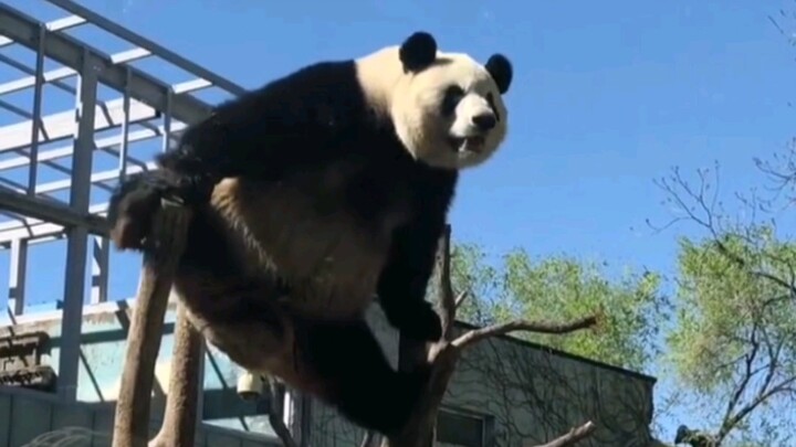 Chàng trai vui tính Mông Lan tái hiện động tác kinh điển