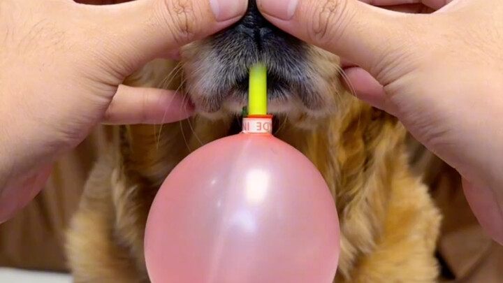 我愿称它为巨肺狗子