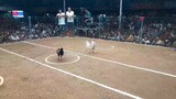 3 cock derby Champion 2nd Fight