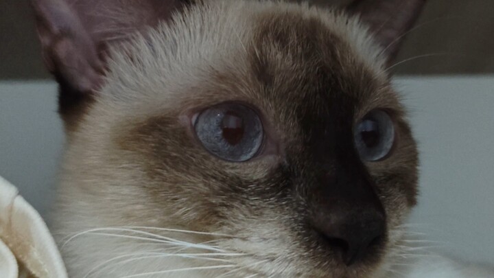 老大，跟泥玩躲猫猫喵