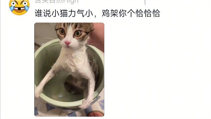 Seorang manusia dan seekor kucing, dua kepala keras yang sama-sama bersikukuh tak mengeluarkan sepat