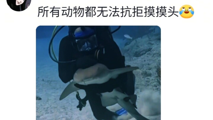 Marine Life: Humans Are Beneficial Insects~