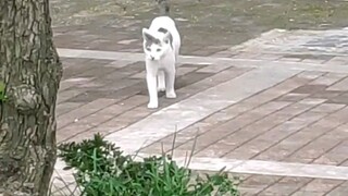 ألا تشبه أنت عندما كانت أمك تناديك للعودة إلى المنزل لتناول الطعام في طفولتك...