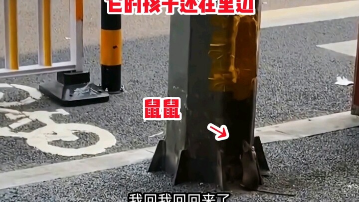 Tikus: Siapa yang mengunci pintu rumahku?