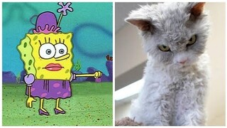 Lucu nya Kucing Sponsbob part.3