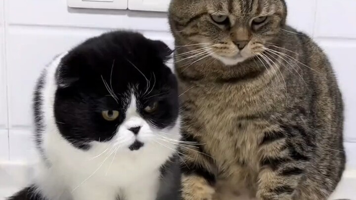 Shocking cats for 10,000 years, it turns out kittens can also make a fuss