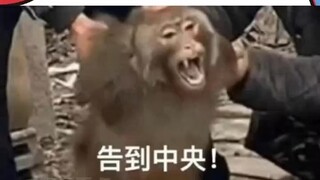 Bo Yangyang: Please let heaven distinguish between loyalty and treachery—A "doggy" daily routine