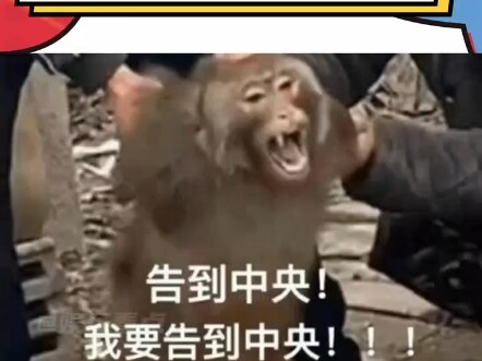 Fei Yangyang: Mohon langit membedakan yang jujur dan curang "Anjing" sehari-hari