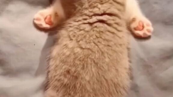 cute cat