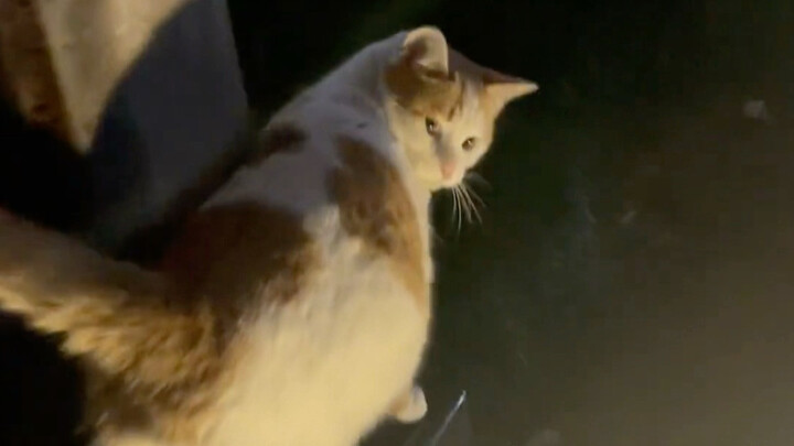 น้องแมว: เจ้าคน คุณมาแล้ว～