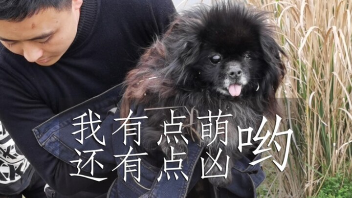 We rescued a cute, black-and-brown, expressionless old dog who was injured!
