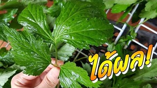 สิ่งนี้เกิดขึ้น...!! หลังกิน "จิงจูฉ่าย" สมุนไพรจีน สรรพคุณสุดลํ้า บําบัดอาการนี้ได้ผล!
