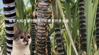 有人懂银环蛇甘蔗的含金量吗？