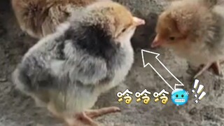 Apa yang terjadi ketika anak ayam kedinginan?
