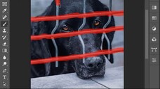 বেড়া তুলে দেওয়া। How To Remove Fences