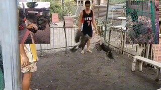 spar muna ng mga alaga ( stag )