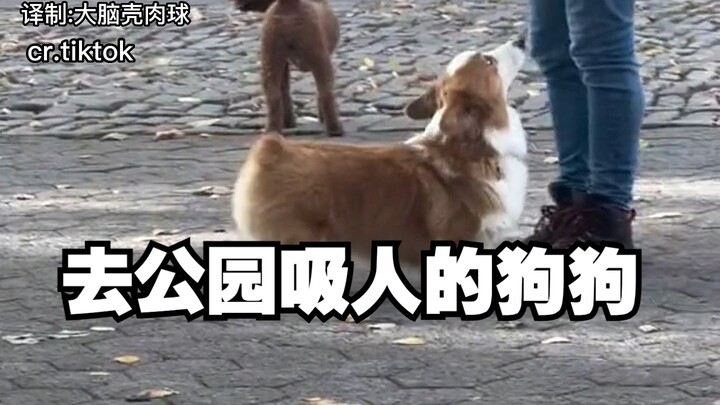 Anjing-anjing yang pergi ke taman hanya untuk “mengisap manusia”