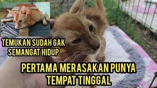 Masya Allah Kucing Pasar Jalan Sempoyongan Seneng Babget Saat Di Adopsi Dapat Temat Tinggal..!