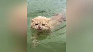 Ông trời tạo ra điểm nhấn❤️còn em là điểm nhấn 🤣🤣meowdongvat chómèo chomeo meocute meo meow mèoo trending trend tiktok