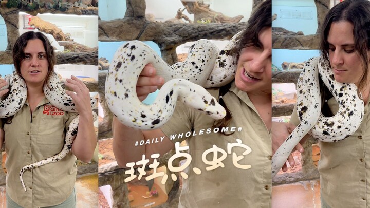 The Dalmatian’s cousin: the Spotted Snake