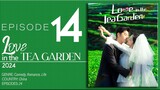 🇨🇳EP14 Love In The Tea Garden (2024)
