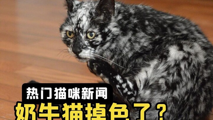 แมวพันธุ์น้ำนมยิ่งเลี้ยงสียิ่งจาง ชาวเน็ตบอก: “เหมือนขนมคุกกี้วังวังสีดำ”