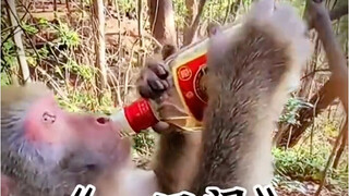 Later, it searched the entire Changbai Mountain but couldn't find the water with that flavor.