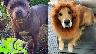 สุดยอดสุนัขตลกแห่งอินเทอร์เน็ต 3️⃣ คุณปาว🐶