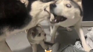 Husky: Ôi không, nhà toàn người ngốc nghếch!