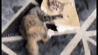好奇害死猫，感觉脑袋嗡嗡的。