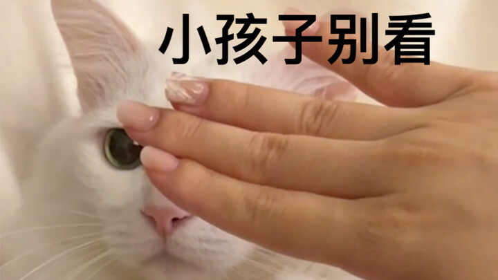 Do Chinese cats also love watching the fun?