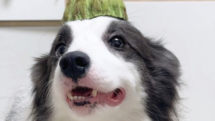 Mengurus anjing: Hal-hal yang saya lepaskan dan hal-hal yang saya dapatkan