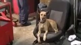 [MAD]Mix video lucu seekor anjing dengan <Bounce That>|New World Sound
