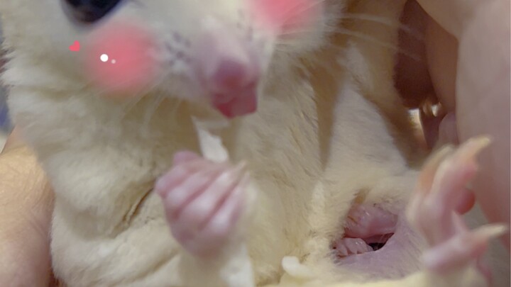 小婴儿就要出袋啦