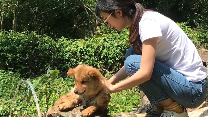 [Country Dog Pipi] First-ever bath in his life, and he actually shrank...