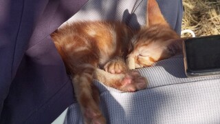 A tiny kitten commandeered me for two hours; even the cat mom couldn't persuade it to leave.