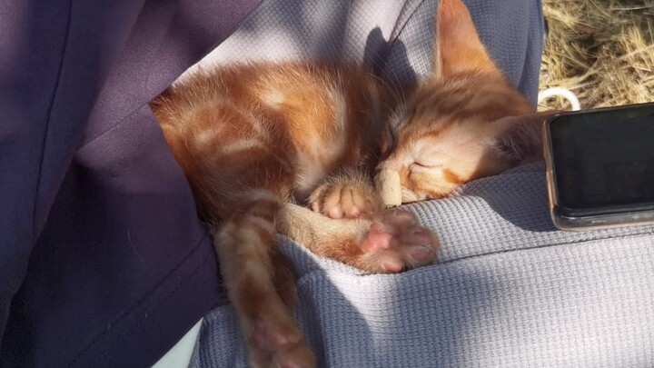 Bị chú mèo con chiếm mất hai tiếng đồng hồ, đến mẹ mèo cũng khuyên không đi