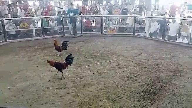 1st fight win #BordsGF #AlagangSalto