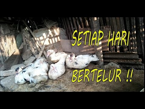 BEBEK TETANGGA BERTELUR TIAP HARI. INI RAHASIANYA !!| PECINTA BINTANG