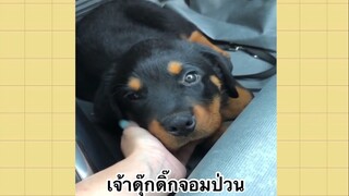 เพื่อนตัวน้อยแสนซน : เจ้าดุ๊กดิ๊กจอมป่วน