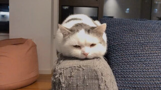 A cat that sleeps like a snake
