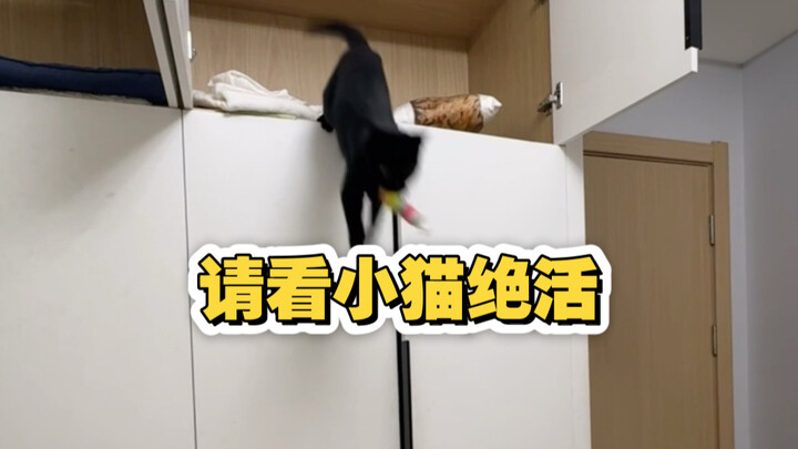 Watch the kitten’s signature move! We say no to animal shows, but the animals just can’t help puttin