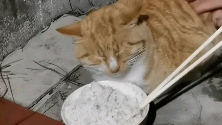 There’s a kind of hunger cats feel—when Grandma thinks they’re hungry.