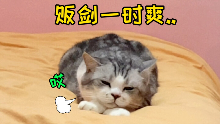 Akhirnya tahu! Kenapa anak kucing selalu dipukul oleh induk kucing... Lucu banget!!